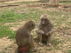 -合肥野生动物园