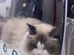 -奈斯宠物医院·核磁CT·异宠专科·内镜(中南店)