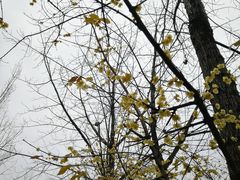 景点-三圣花乡旅游区