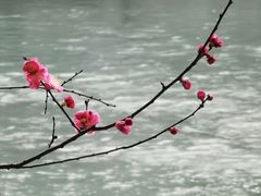 -望江楼公园