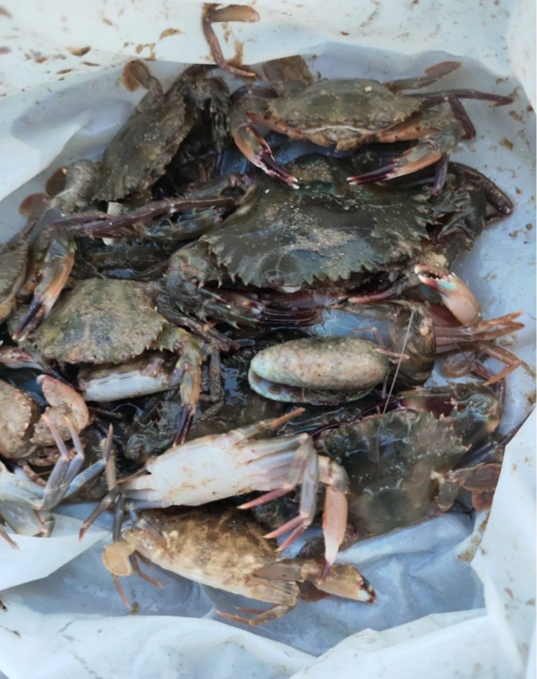 丰收的喜悦,一个小时赶海收货这么多,开心