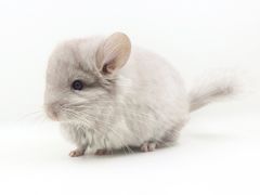 -龙猫仔乐园(惠福东路店)