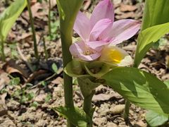 -广西壮族自治区药用植物园