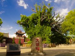 -大槐树寻根祭祖园