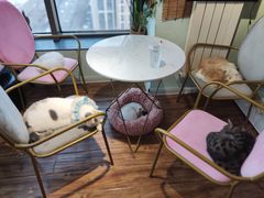 -这儿没有猫·猫咖萌宠馆·撸猫