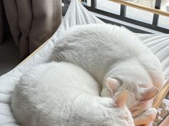 -泰迦 泰式古法抓胧筋水疗SPA