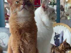 -猫小院猫主题餐厅(南锣旗舰店)