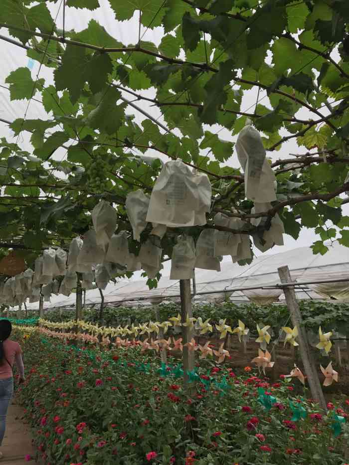 向葡萄庄园-"味道其实没有想象的好吃. 不过也还算不错.
