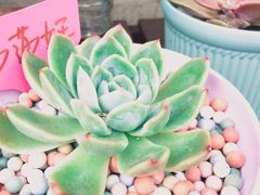 -长颈鹿咖啡(大学路店)