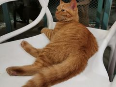 -喵屿·大理花园猫咖