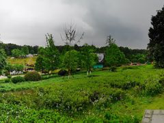 -铁山坪森林公园