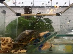 -水平有限螺蛳粉(宏达大厦店)