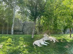 -北京野生动物园