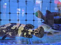-日照大牌檔•小船海鲜(万平口店)