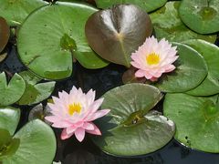 -池杉湖湿地公园