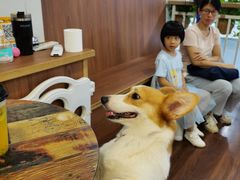 -柯斗斗主题餐厅·狗咖·围炉煮茶·茶饮(国瑞升平里店)