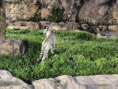 -清迈夜间动物园