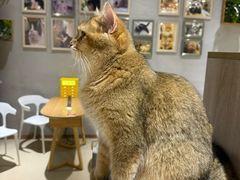 -藏猫猫咖啡主题馆(中央大道店)