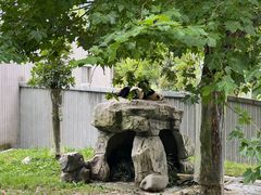 -卧龙中华大熊猫苑神树坪基地