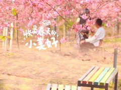 -天适樱花悠乐园