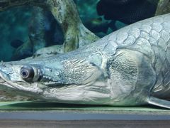 -上海海洋水族馆
