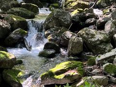 -天目山大树王景区