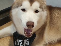 -Husky Go! 哈士奇体验馆·宠物咖啡厅狗咖