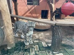 -青藏高原野生动物园