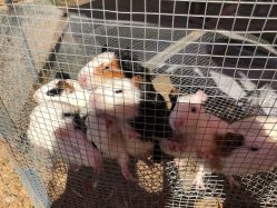 -萌宠亲子动物乐园(槐房万达店)