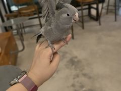 -吉丁鸟咖·异宠·寄养