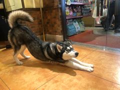 -more than meow吴止猫主题餐厅(承德 中船汇店)