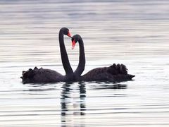 -BLACKSWAN黑天鹅(环球店)