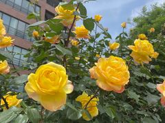 -朝来春花卉市场