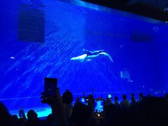 -芜湖新华联大白鲸海洋公园