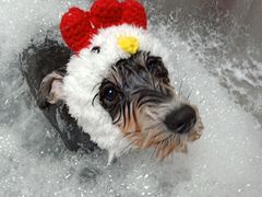 -Oh My Dog宠物沙龙(伊珊娜皮毛护理店)