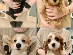 -有喵·猫咖·狗咖·30几只猫10只小狗(岗厦店)