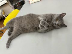 -莱姆星桌游·拼豆·团建