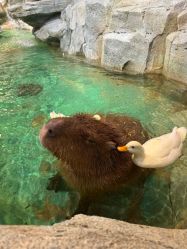 -Zoolung Zoolung动物主题公园(海信广场店)