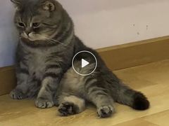 -猫咪派对(江南西店)