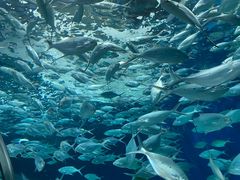 -上海海洋水族馆