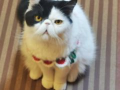 -MOCHA明星猫咖(田子坊店)
