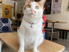 -平行世界·猫咖(首经贸店)