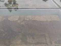 -神州牡丹园