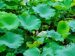 -绍兴鉴湖君澜大酒店