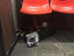 -猫咪博物馆(顶澳仔猫街店)