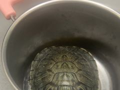 -爱侣宠医·鹦鹉专科·小型哺乳类·异宠专科(灵石路店)