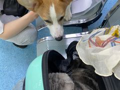 -北京赛佳动物医院