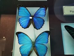 -上海昆虫博物馆