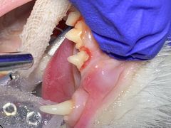 -北京赛佳动物医院