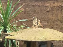 -清迈夜间动物园